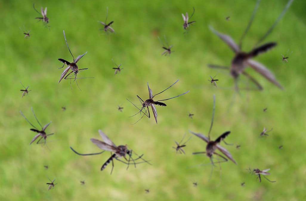 Bp Mosquitoes 1026x675