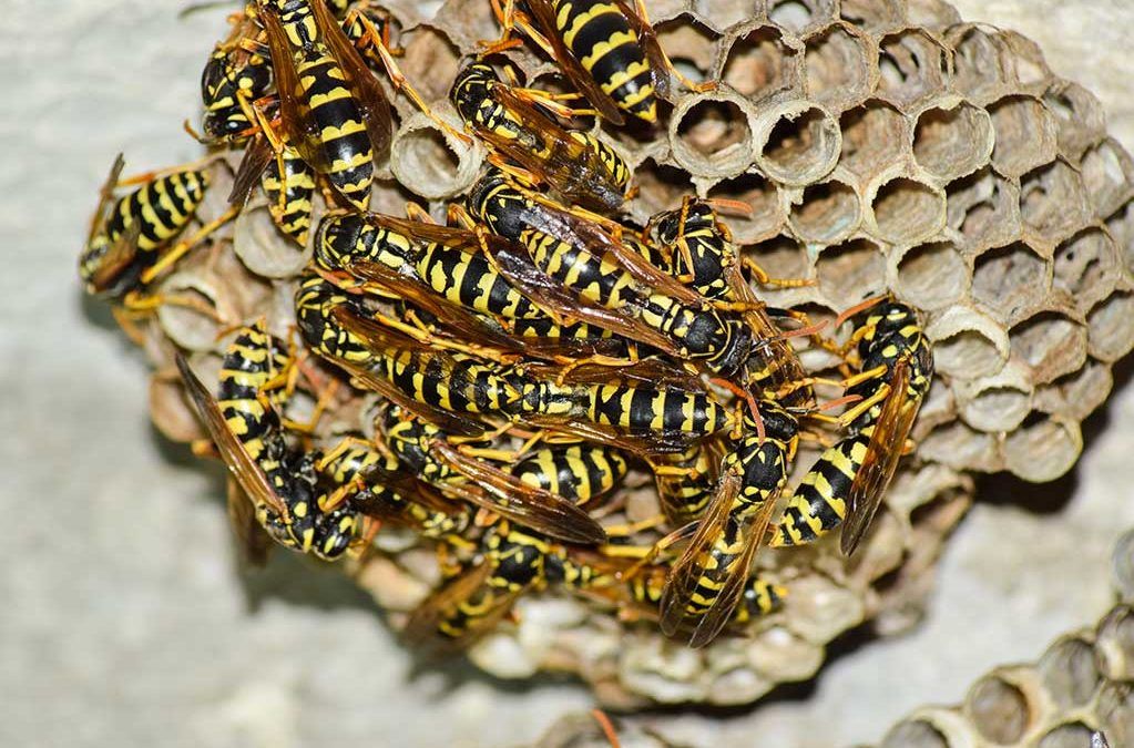 Bp Stinging Insects 1023x675