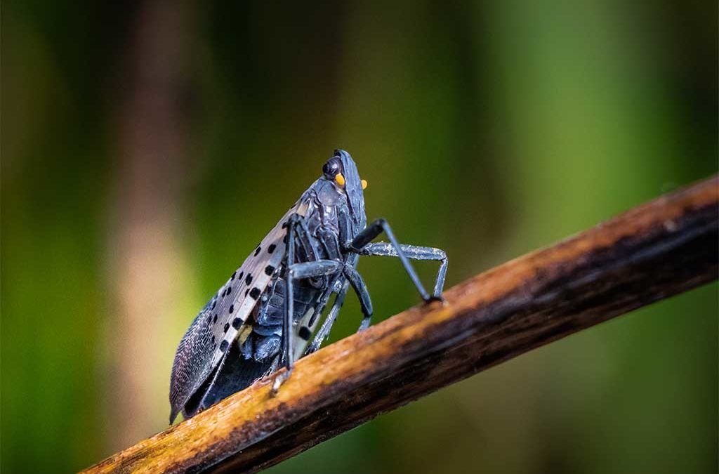 Spotted Lantern Fly 1024x675 1