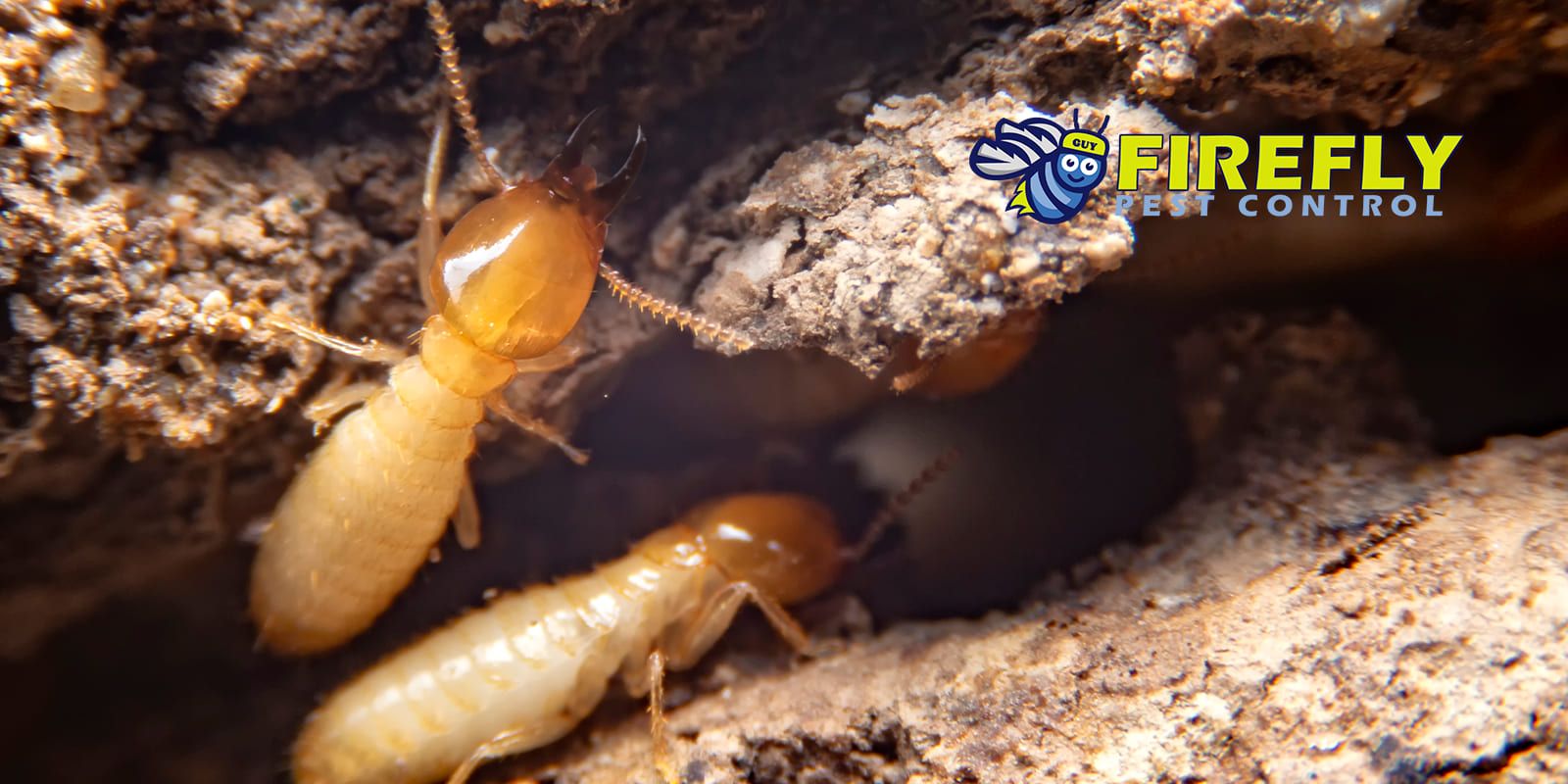 firefly is blackpest family now