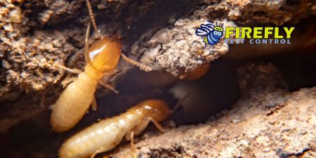 firefly is blackpest family now